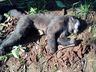 Morte de 64 macacos em menos de um mês acende alerta para risco de Febre Amarela em SC