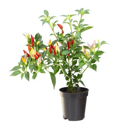Pimenta Ornamental Pt 11 