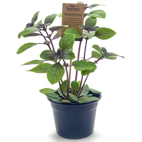 Manjericao roxo sitio ecoflores un