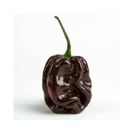 PIMENTA HABANEIRO CHOCOLATE KG