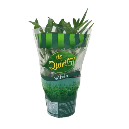 Salvia Vaso do Quintal Unidade
