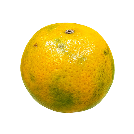 TANGERINA OLE 360-1