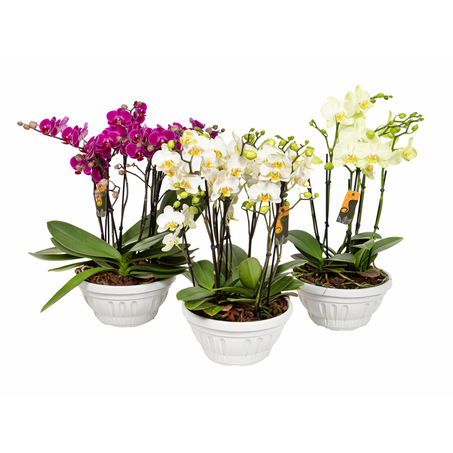 Orquídea Phalaenopsis Mini C21 3 Plantas