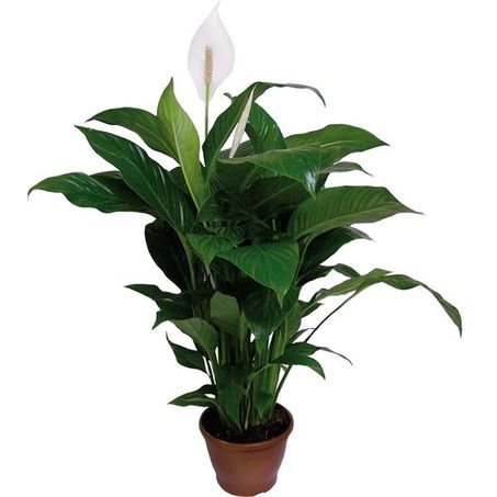 SPATHIPHYLLUM COMPACTO P19 UN