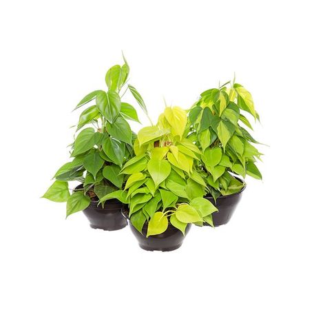 Philodendron Variado C21 
