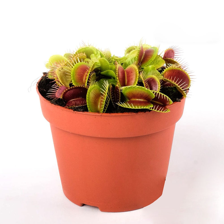 PLANTA CARNIVORA P9