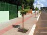 Prefeitura de SJCedro trabalha no plantio de árvores