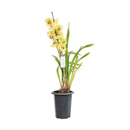 PLANTA CYMBIDIUM P18 MIN 2 HT