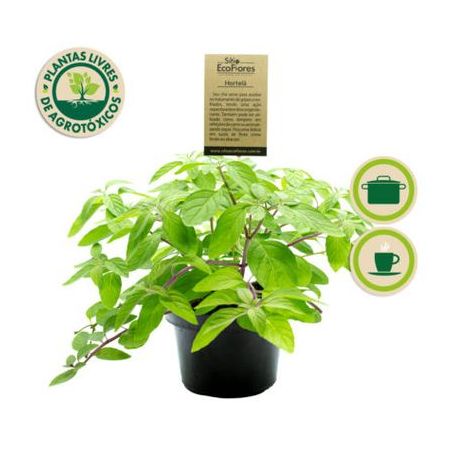 Flor hortela eco flores p11