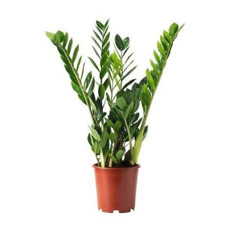 Planta Zamioculcas P17