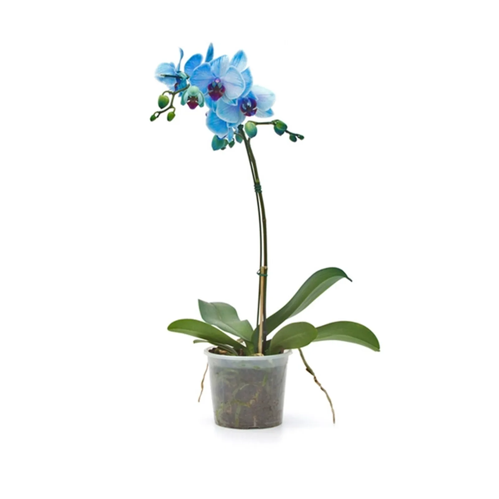 Orquidea Phalaenopsis Azul Pt12 | Sakashita Supermercados