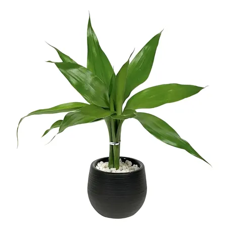 Bambu Da Sorte P11 Baby Ball