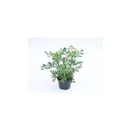 Flor arruda eco flores p11
