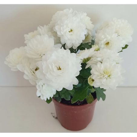 Flor mini crisantemo eco flores vaso p06 360-2