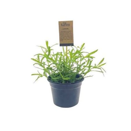 Flor lavanda eco flores p11