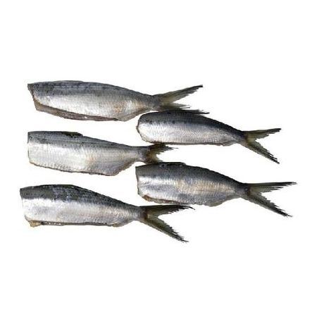 Sardinha Lage Luzitania Eviscerada Congelada Embalagem 1KG