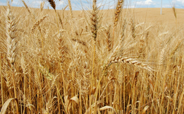 Cultura de grãos será uma das prioridades da Epagri regional