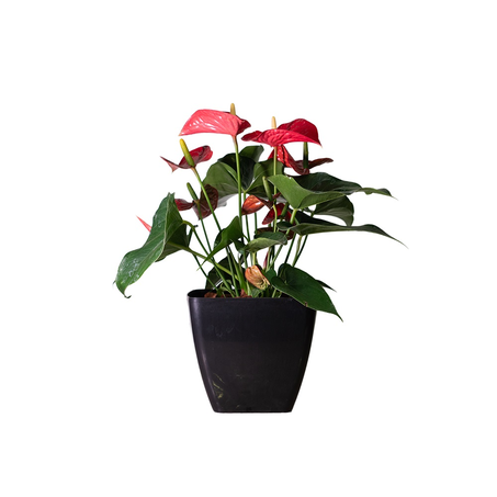 Flor Anthurium Pt 17 Dc
