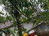 Árvore cai sobre residência no centro de SMO