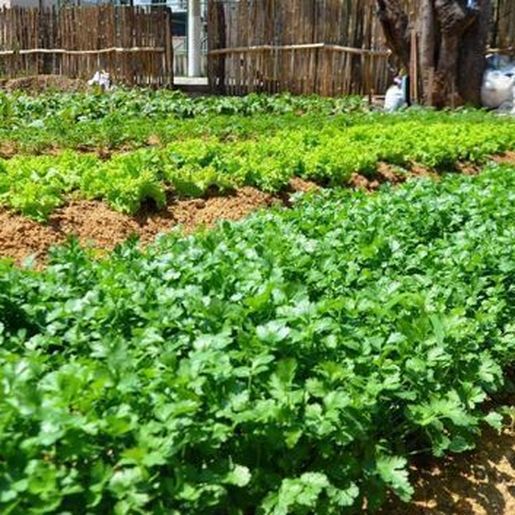 Prefeitura de SJCedro vai disponibilizar terrenos institucionais para cultivos e plantios