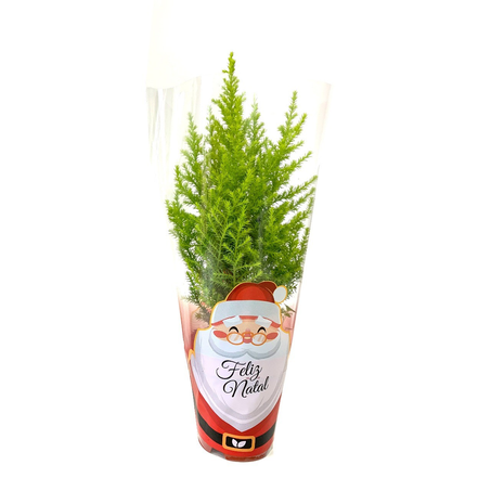 Planta Tuia Holandesa P09