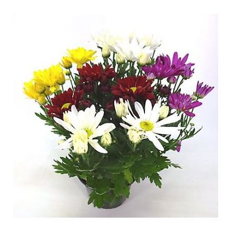 Flor Mini Crisantemo P13