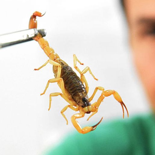 Surgimento de escorpiões gera alerta da Vigilância Sanitária, em Iporã do Oeste