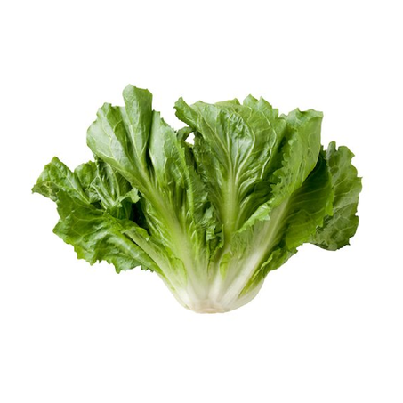 Escarola Irmaos Gasparin Un .