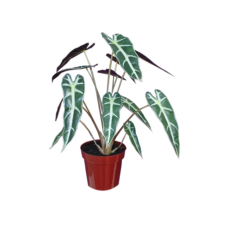 Alocasia Picollini P12 