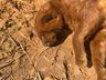 Gato-Mourisco Vermelho é encontrado atropelado no interior de Guarujá do Sul