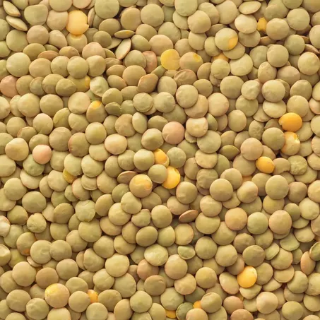 LENTILHA CANADA KG