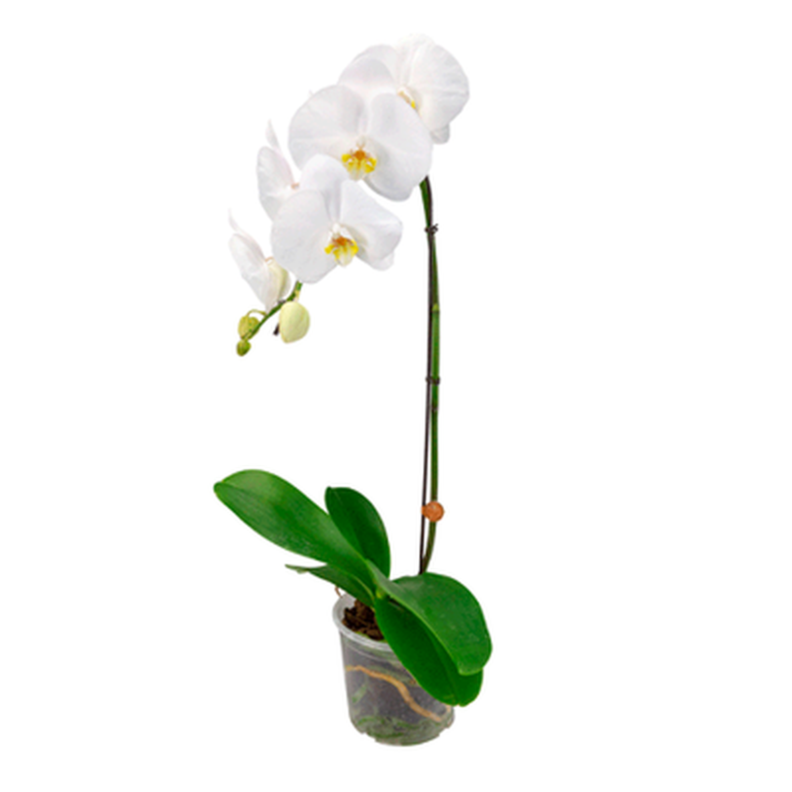 Orquidea Phalaenopsis Ot15 5fls | Supermercado Guanabara S.A.