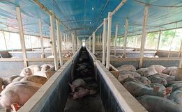 Descarga elétrica atinge 20 suínos no interior de São José do Cedro