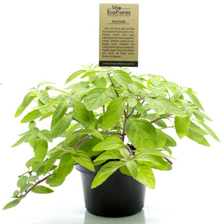 Hortela sitio ecoflores un