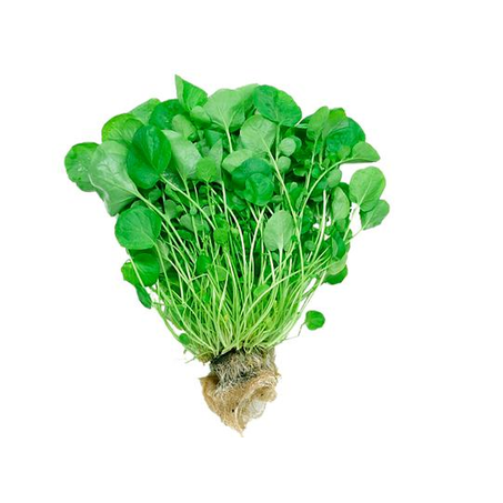 AGRIAO HIDROP UN