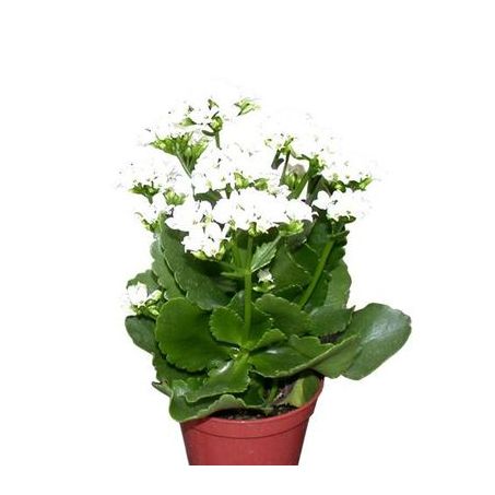 Flor kalandiva P06