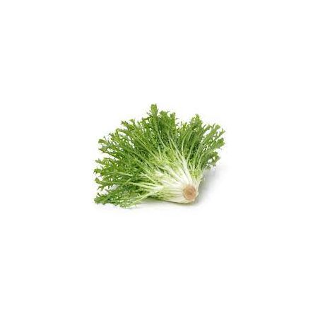 Escarola