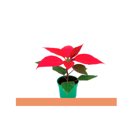 POINSETTIA VERMELHA P6