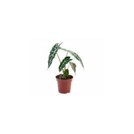 Planta Natural Alocasia Polly