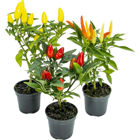 Planta Pimenta P06 - Ref. P5455