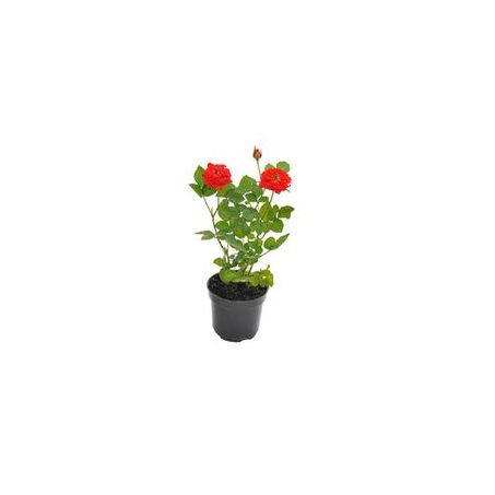 Planta Natural Roseira Mini P06