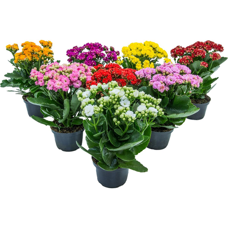 Calandiva/ Kalanchoe P11 - Ref. 0001.00132