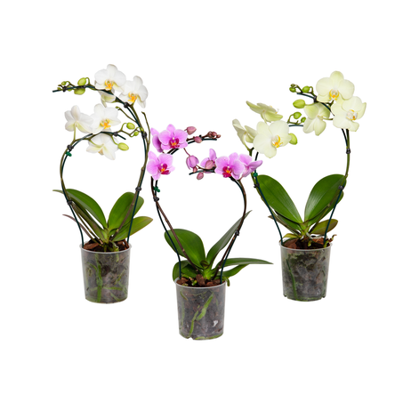 Orquídea Phalaenopsis P9 2h Trabalhada
