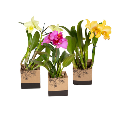 Orquídea Catleya Premium P15