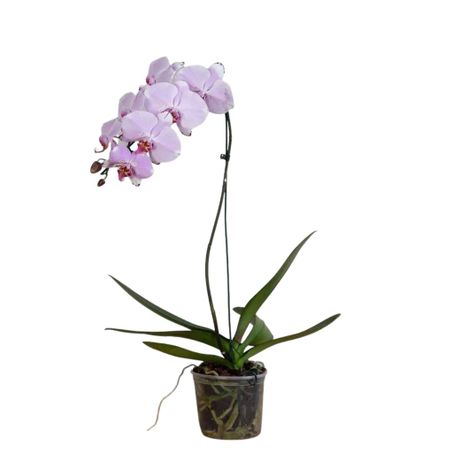 Orquidea Phalaenopsis Multiflora Pt12 3h