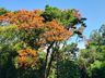 Engenheiro agrônomo destaca floração da corticeira, uma árvore medicinal