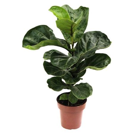 Flores ficus lyrata bambino p15 compacto