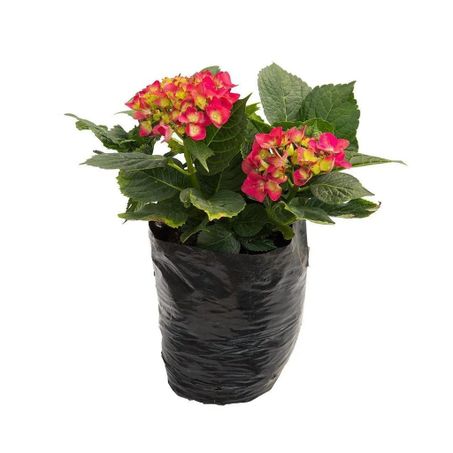 Flor hortência hibrida