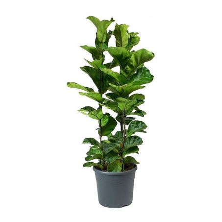 Ficus Lyrata Bambinos P1 