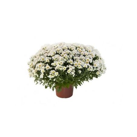 Flor Crisantemo Bola Belga P15